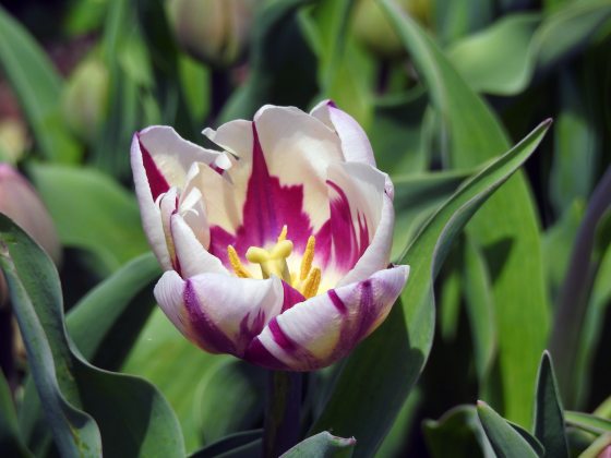 A Tale of Beauty, Rarity, and Mania | Longwood Gardens